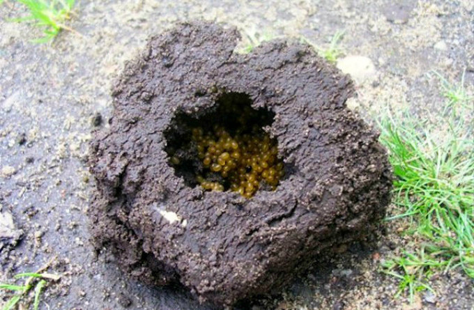 mole crickets nest