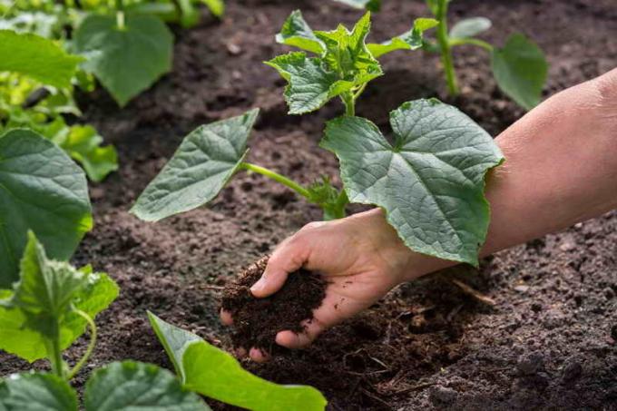 Fertilizing cucumbers. Illustration for an article is used for a standard license © ofazende.ru