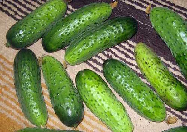 As I keep cucumbers, so that they remain fresh for a month