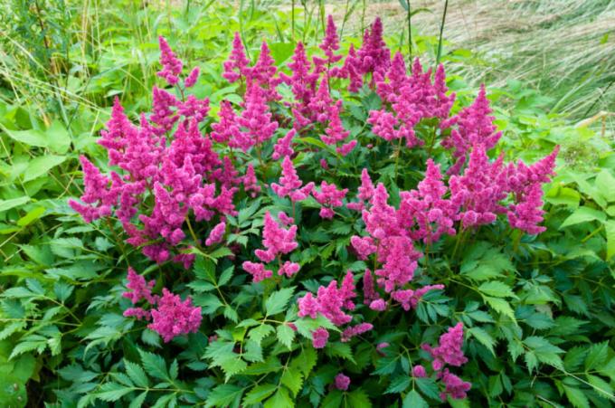 Care Astilbe autumn and preparations for the winter