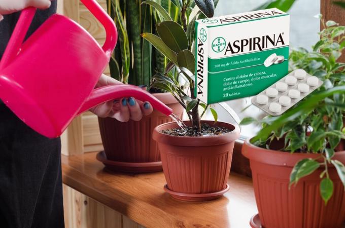 Aspirin - a real find for flowers in winter. What it is and how to apply