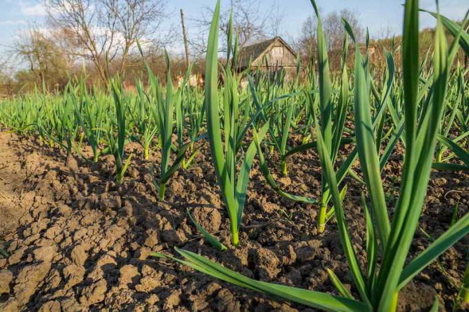 Close-up of garlic crop: agricultural machinery cultivation