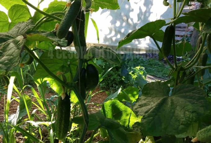 Natural fertilizer for cucumbers, which prolongs their fruition to the very cold weather