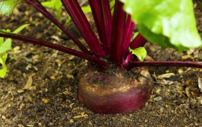 Three little secret to your great harvest excellent and sweet beet (Personal experience gardener with experience)