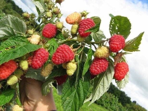 How to plant and care for raspberries