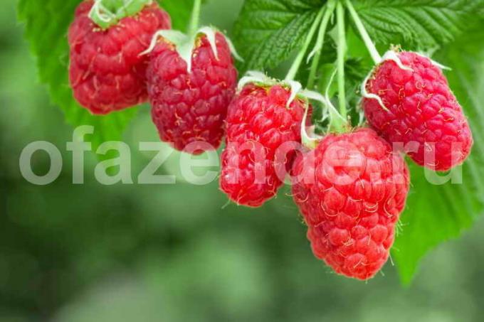 Raspberries. Photos for publication is used by the standard license © ofazende.ru