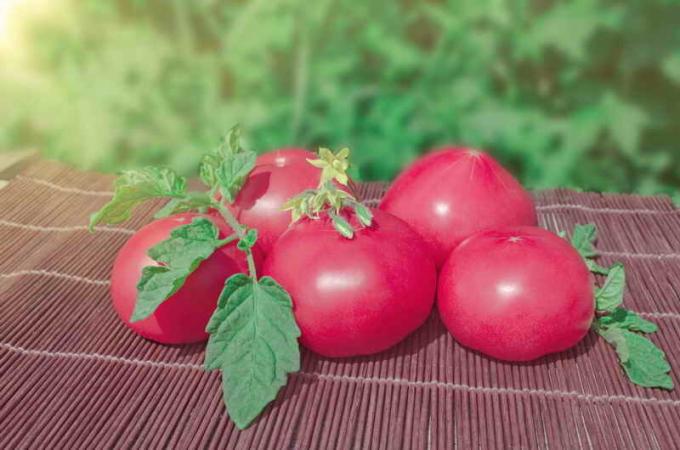 Vintage pink tomatoes. Illustration for an article is used for a standard license © ofazende.ru