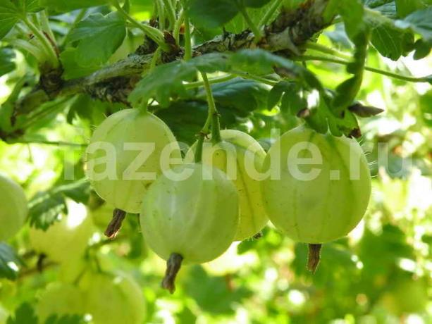 Growing gooseberries without chemicals: watering, fertilizing