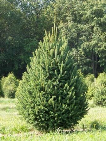 Canadian spruce (Picea glauca)