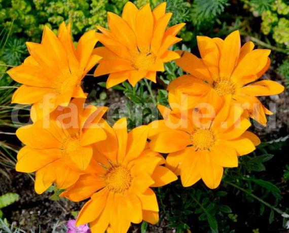 Gatsaniya flower (gazania): description and washing instructions