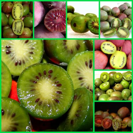 Settle on your site and actinides lakomtes its delicious fruit with a huge benefit for your health