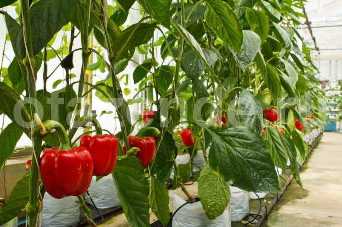 Fertilizing of pepper in August