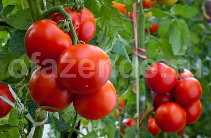 Growing tomatoes. Illustration for an article is used for a standard license © ofazende.ru