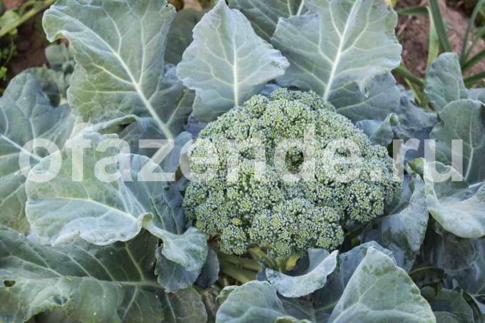 The technology of growing broccoli