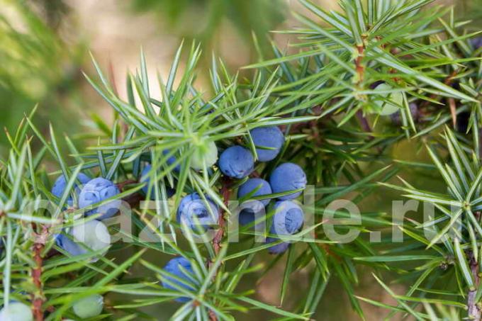 juniper berries. Photos for publication is used by the standard license © ofazende.ru