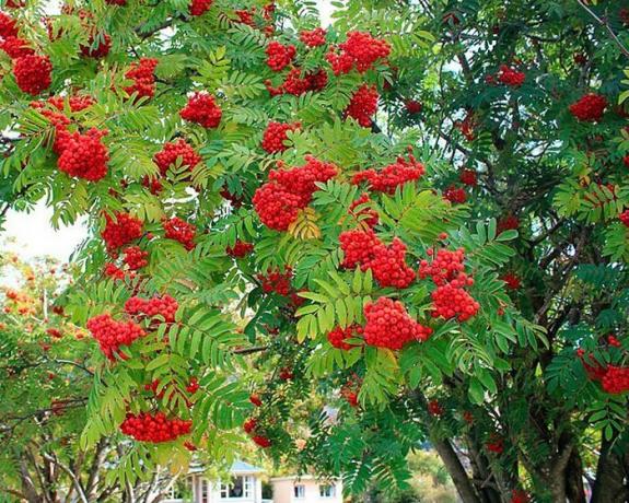 What is the use of the rowan, and why it needs to be planted near his home