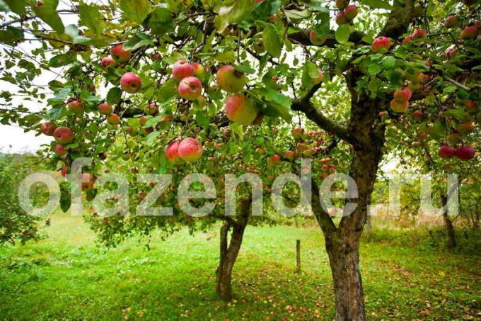 Apple tree. Illustration for an article is used for a standard license © ofazende.ru