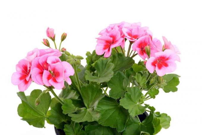 Beautiful geraniums. Illustration for an article is used for a standard license © ofazende.ru