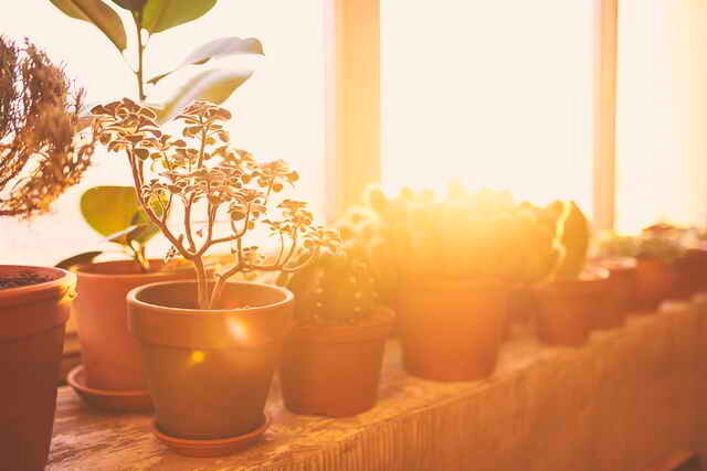 Garden-garden on the balcony. Illustration for an article is used for a standard license © ofazende.ru