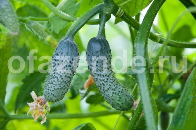 Fertilize cucumbers: tips