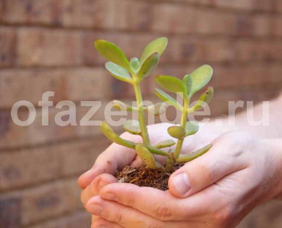 Why Crassula grows slowly and accelerate