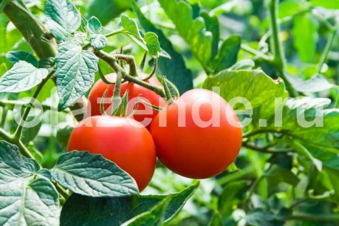 What not to do when growing tomatoes