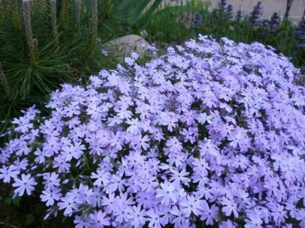 Lilac phlox island (most photos are taken from the Internet)
