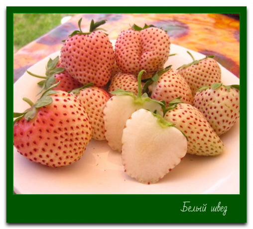 Strawberry Paynberri White Swede