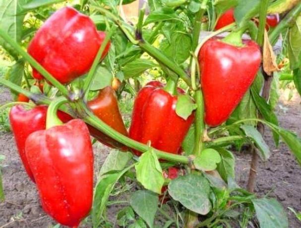Growing healthy sweet pepper without the disease. Tips gardener
