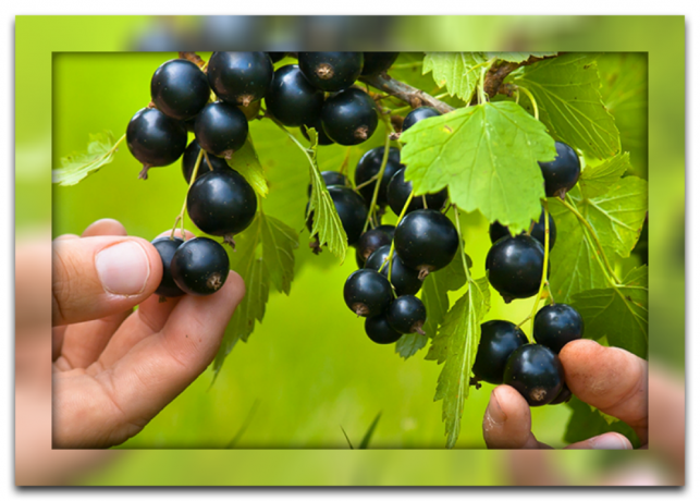 Overview of varieties of blackcurrant for your sites and useful recommendations for its drying and the benefits for your health