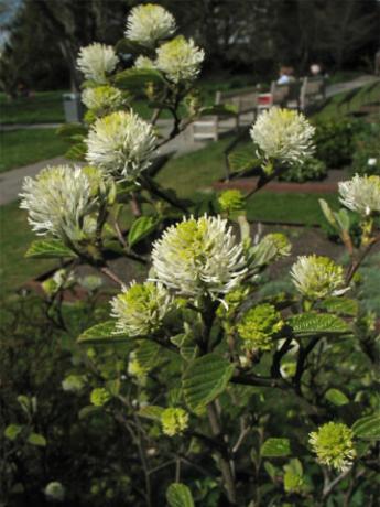 Mnogostebelny round shape shrub. Illustration for this article is taken from public sources