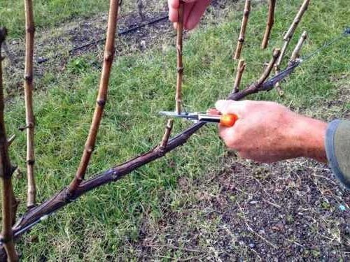 How to restore the vines after frosts