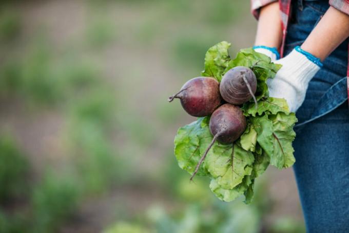 Clean the beets should be in dry weather. Illustration for an article is used for a standard license © ofazende.ru