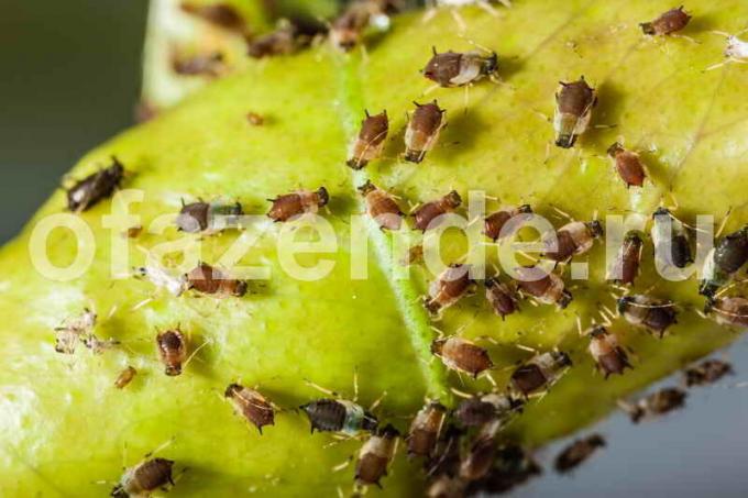 Aphids on a leaf. Illustration for an article is used for a standard license © ofazende.ru