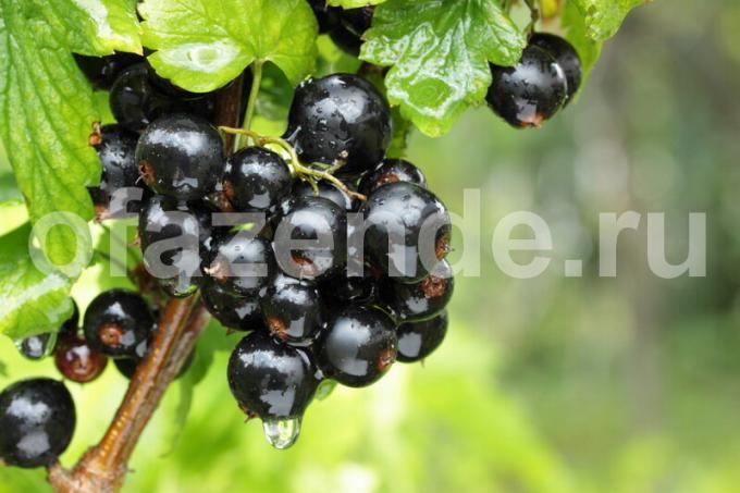 Currant. Illustration for an article is used for a standard license © ofazende.ru