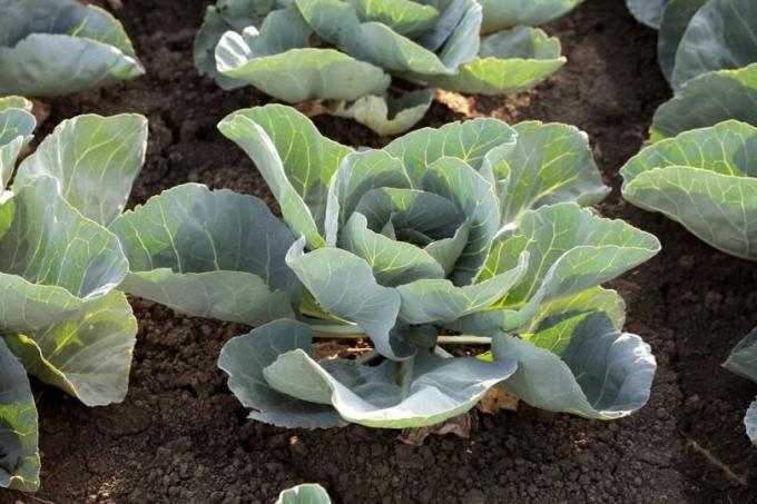 How to grow cabbages in the country and get a good crop