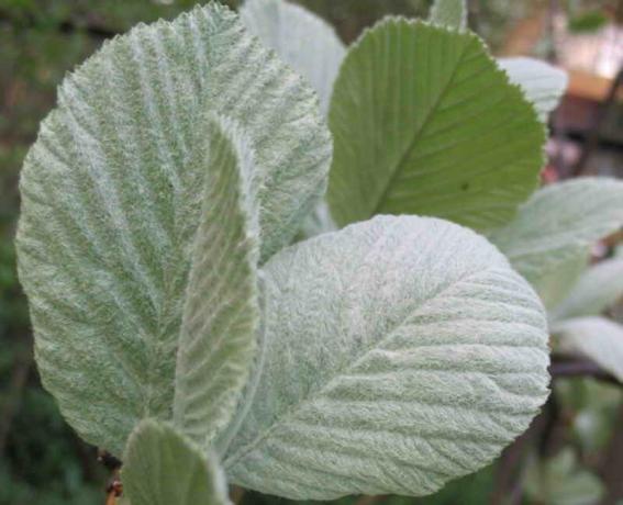Young foliage is silvery-white