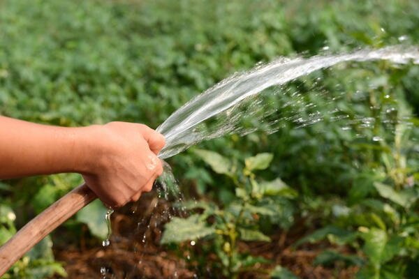 Is it possible to water the plants in the garden with cold water? My experience