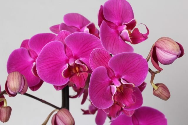 How to care for flowering orchid that it flourished as long as possible