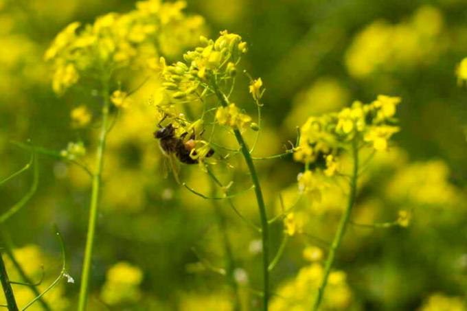 Mustard as green manure. Illustration for an article is used for a standard license © ofazende.ru