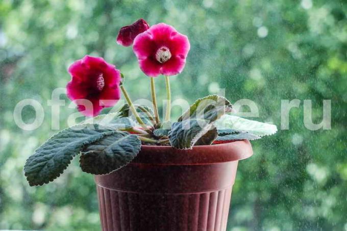 Cultivation gloxinia. Illustration for an article is used for a standard license © ofazende.ru