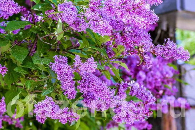 Getting rid of the root overgrown lilac: how to solve the problem for good