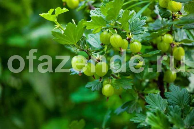 Growing gooseberries. Illustration for an article is used for a standard license © ofazende.ru