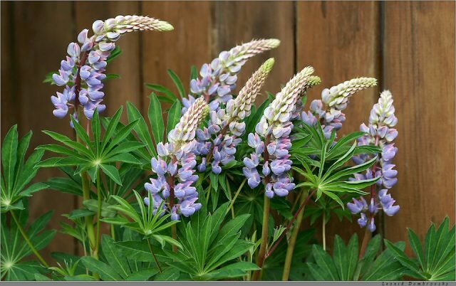Inflorescence lupine fence
