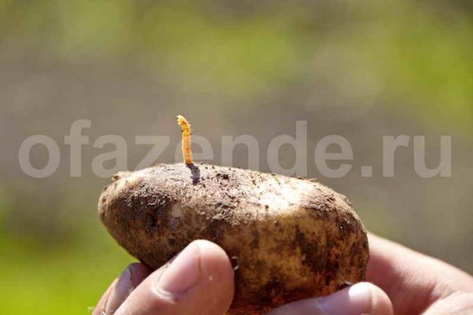 Wireworms in potatoes. Illustration for an article is used for a standard license © ofazende.ru