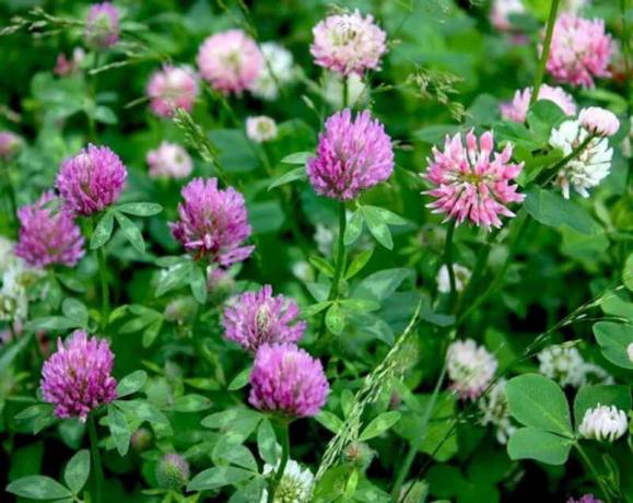 Clover: types, cultivation, planting and care