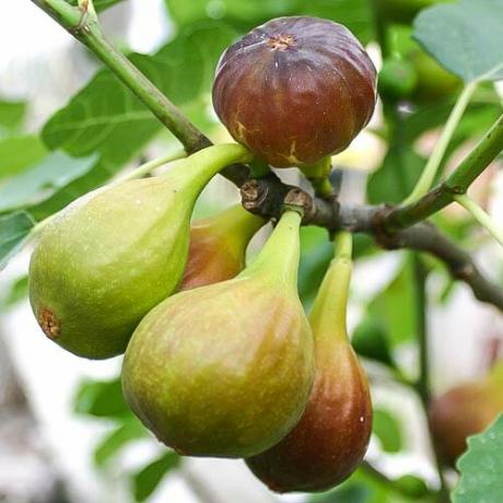Figs in the apartment or on the site? It's simple!