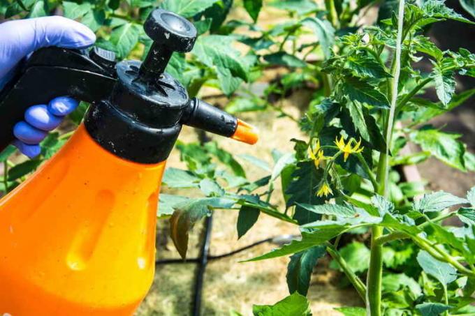 Why twisted leaves of tomatoes