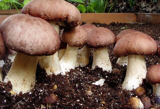 As I raised the white mushrooms on the site, using the natural seed