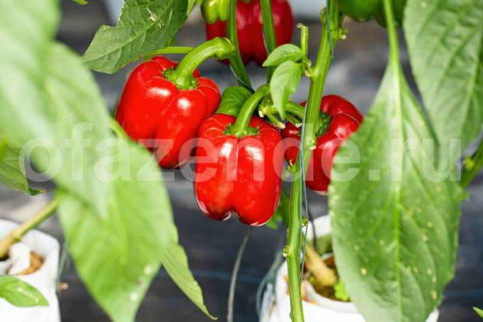 Growing peppers. Illustration for an article is used for a standard license © ofazende.ru